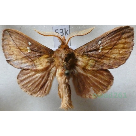 Euthrix potatoria (Linnaeus, 1758) male Barczatka napójka Czech53k